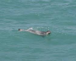 כלב הים הנזירי