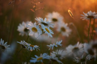 daisies